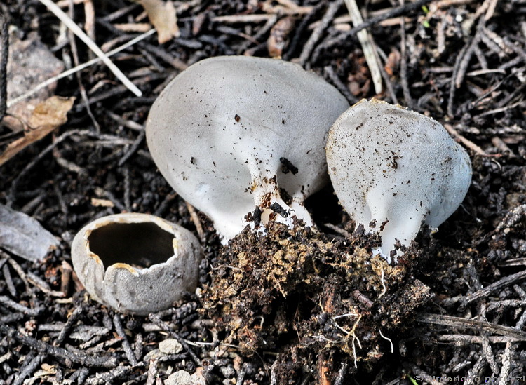 Helvella leucomelaena